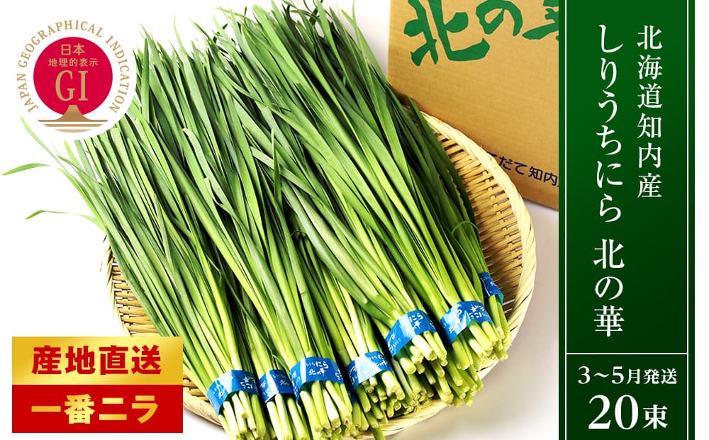 【2027年発送予約】知内産 一番ニラ「北の華」20束【JA新はこだて】