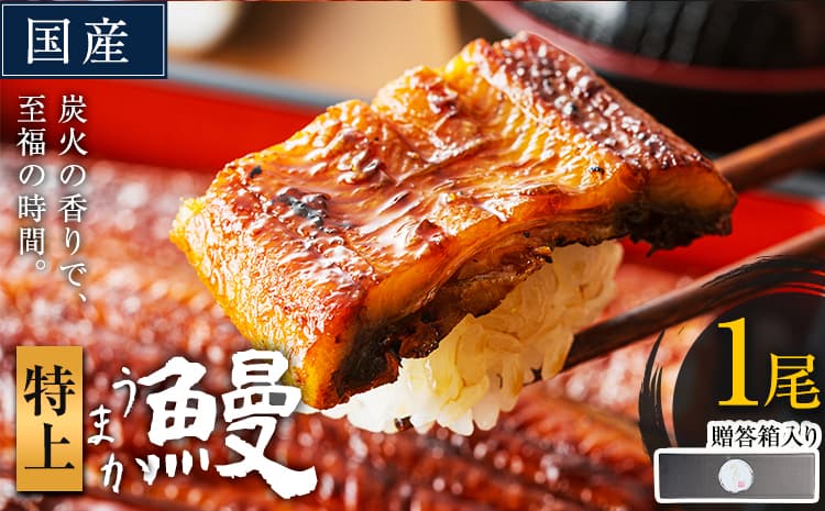 うなぎ 特上サイズ 1尾 贈答箱入り 国産 鰻 真空パック おすすめ うなぎの蒲焼 《30日以内に出荷予定(土日祝除く)》 ふるさとのうぜい 特上 簡易包装 ウナギ unagi 蒲焼 秋 冬 旬 配送時期 冷凍---mifune_lcl_1141_1dai---