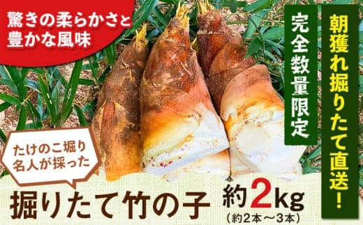 【2026年3月先行予約】熊本県 御船町 掘りたて たけのこ 2kg タケノコ 竹の子 冷蔵 ギフト グルメ 野菜 お祝い 春 筍《2026年3月上旬-4月下旬頃出荷》 有限会社ニシムラ---mifune_nsm_1_2kg--- (管理コード:mifune_nsm_1_2kg)