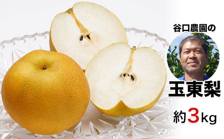 『谷口農園』の玉東梨 約3kg 予約受付中《8月中旬-10月上旬頃出荷》【日付指定・品種指定不可】 熊本県 玉名郡 玉東町 梨 ナシ フルーツ 果物 送料無料 豊水 秋麗 あきづき 新高 (ヒョウジ)---gkt_tng_1_3kg---