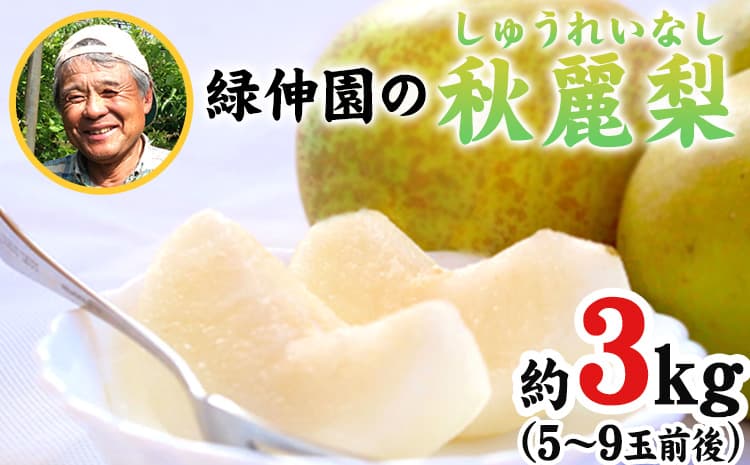 『緑伸園』の秋麗梨 期間限定 たっぷり約3kg 5〜9玉前後 《8月上旬-8月下旬頃出荷》 なし 秋麗 果物 スイーツ フルーツ デザート スムージーにも 熊本県玉東町産 ---gkt_rke_4_3kg---