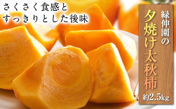 『緑伸園』の大玉 夕焼け太秋柿 約2.5kg 4-7玉前後 予約受付中 フルーツ 秋 旬 柿 ★大きく綺麗な秋の夕日のような色と形★《11月上旬-12月上旬頃出荷》---gkt_rke_3_2.5kg---