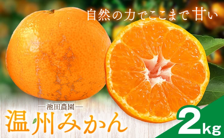 温州みかん 2kg 池田農園《11月上旬-12月末頃出荷》熊本県 玉名郡 玉東町 みかん ミカン 柑橘 フルーツ 果物 自然栽培 栽培期間中農薬・肥料不使用---gkt_ikd_7_2kg---