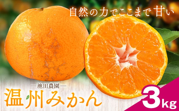 温州みかん 3kg 池田農園《11月上旬-12月末頃出荷》熊本県 玉名郡 玉東町 みかん ミカン 柑橘 フルーツ 果物 自然栽培 栽培期間中農薬・肥料不使用---gkt_ikd_8_3kg---