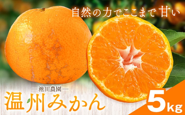 温州みかん 5kg 池田農園《11月上旬-12月末頃出荷》熊本県 玉名郡 玉東町 みかん ミカン 柑橘 フルーツ 果物 自然栽培 栽培期間中農薬・肥料不使用---gkt_ikd_9_5kg---