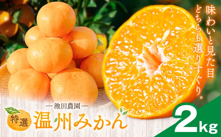 特選 温州みかん 2kg 池田農園《11月上旬-12月末頃出荷》熊本県 玉名郡 玉東町 みかん ミカン 柑橘 フルーツ 果物 自然栽培 栽培期間中農薬・肥料不使用---gkt_ikd_4_2kg---